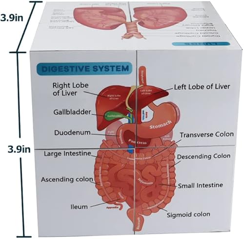 Miniatura 6 de kaitnax Juego de pósteres anatómicos humanos, cubo de estudio de anatomía, herramienta de aprendizaje para estudiantes de medicina, juego de tablas