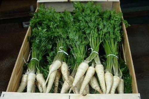 KIRA SEEDS - Seeds Sugar Parsley - Root - 2000 Seeds - Heirloom Herb - GMO Free