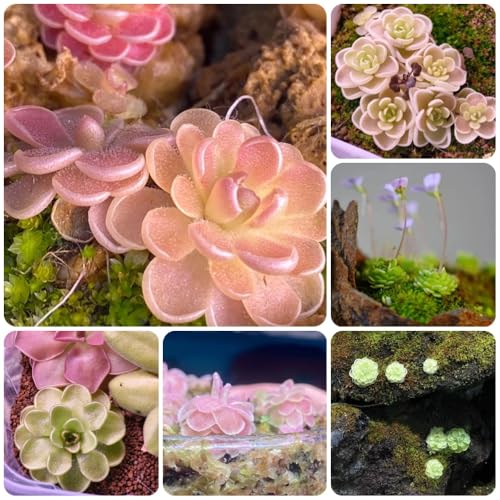 Semillas de mariposa, Pinguicula vulgaris, semillas de bonsái de interior, plantas de oficina semillas de plantas carnívoras, semillas orgánicas, semillas exóticas plantas verdes, 300pcs
