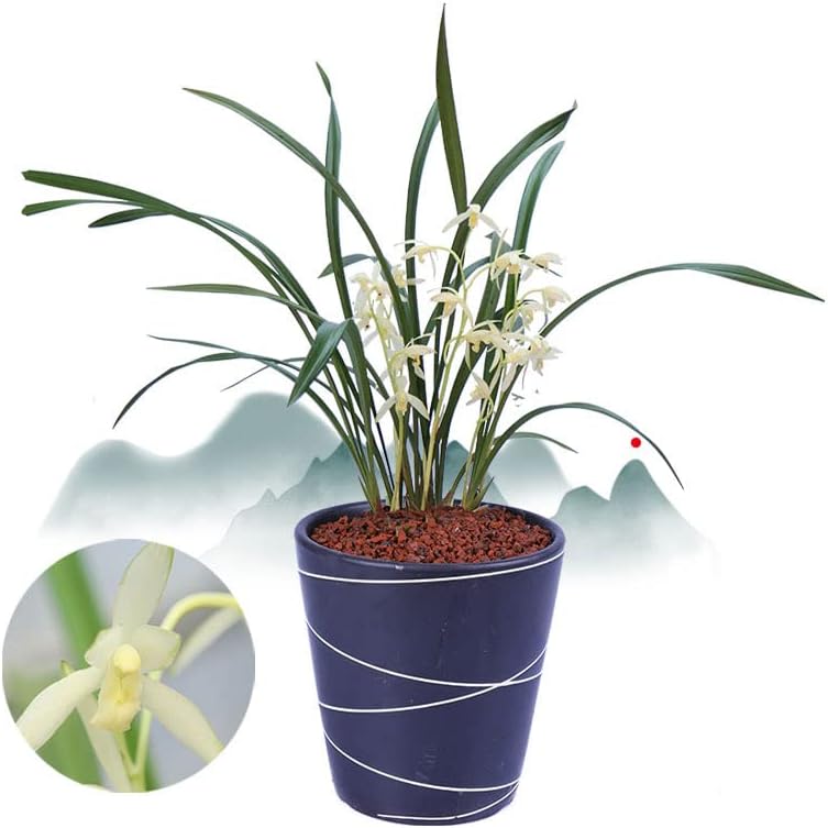 Live Orchids 青山玉泉 Cymbidium Ensifolium Perfect for Windowsills or Indoors-Shipped Without Flowers-建兰