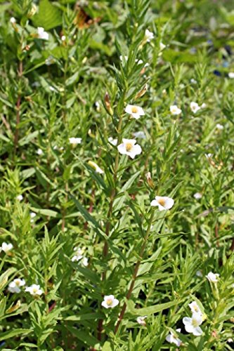 WASSERPFLANZEN WOLFF - Gratiola officinalis - Gottes-Gnadenkraut,...