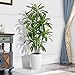 Artificial Dracaena Plant 6FT - Fake Tree with White Tall Planter - Faux Yucca Tall Fake Floor Plant in Pot - Artificial Trees for Home Office Living Room Decor Indoor