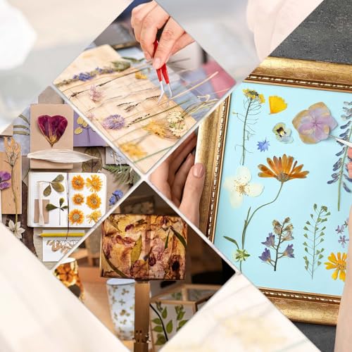 80 piezas de hojas secas prensadas para artesanía miniatura 5