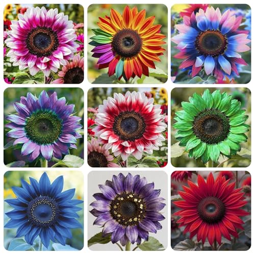 100+ Exotic Sunflower Seeds for Planting Rare Bright Sunflowers Non-GMO Heirloom Seeds for Home Garden Outdoors