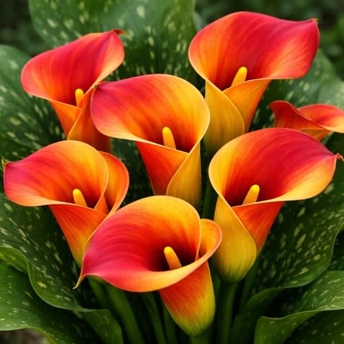 3 Flame Calla Lily Bulbs for Planting Elegant Perennial Flowers Deer Resistant Easy to Grow Perfect for Gardens Borders Containers & Cut Flower Bouquets (3 Bulbs)