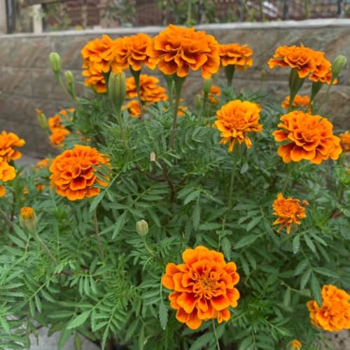 semi di calendula per luoghi soleggiati di calendula biologici primaverile, selvatici da giardino roccioso resistenti 125pcs