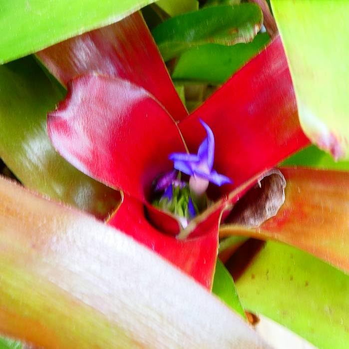 Amazon｜ネオレゲリア 6号鉢 大株 観葉植物 カラーリーフ アナナス