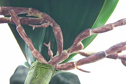 Yokoke 4 Pcs Artificial Green Phalaenopsis Simulation Moth Orchid Leaf Real Latex Touch Green Plant 5 Petals for Flowers Garden Bonsai Decor 10" - Image 4