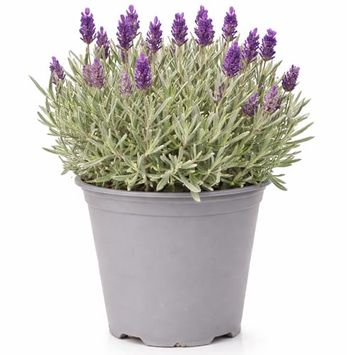 GardenersDream English Lavender Evergreen Fragrant Garden Plant - Outdoor Garden Ready Lavender for Aromatherapy & Culinary Use - Fresh Kitchen Herbs for Borders & Pots (1020cm incl. 14cm Pot)