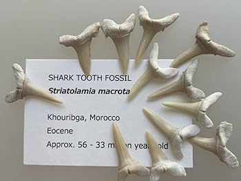 サメの歯？ Amazon.co.jp: サメの歯 オドンタスピス winkleri 化石 862 6点