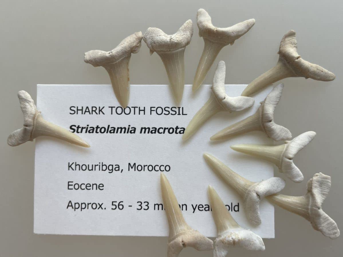 サメの歯の化石　セット　ウルトラセール 楽天市場】サメの歯 化石 10個セット 鮫の歯 Shark teeth
