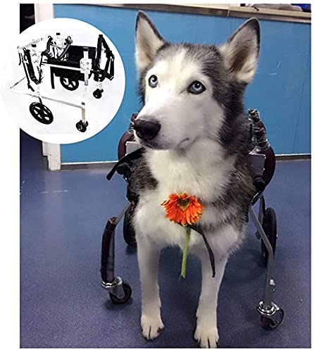 Hunderollstuhl Für Große Hunde - 4/2 Räder Für Behinderte Hinterbeine