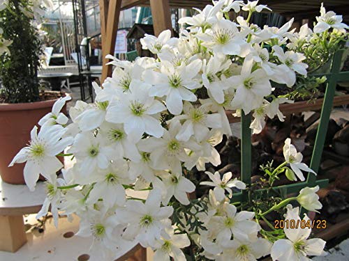NooElec Seeds India Rare Sweetly Fragrant White Clematis Flower Seeds 35+ Pack (B088QM4G4C) Amazon Price History, Amazon Price Tracker