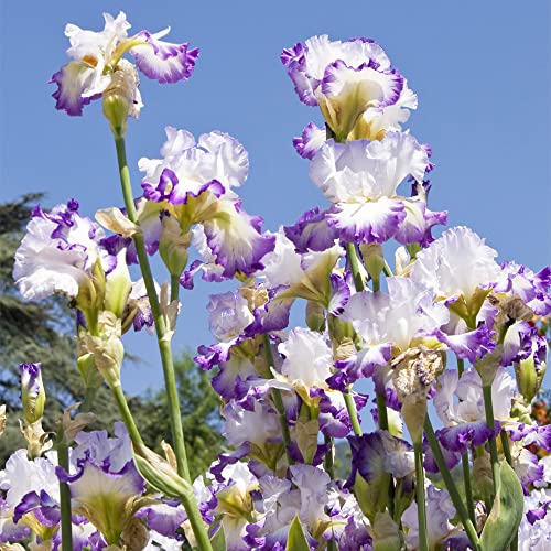 Schwertlilien Rhizome - 4 Frostfeste Pflanzen Für Garten & Balkon