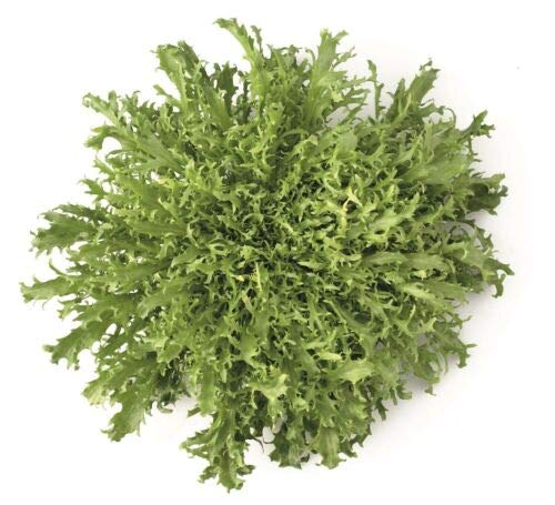 Approx 5 Seeds of Vegetable Endive Korbi RZ