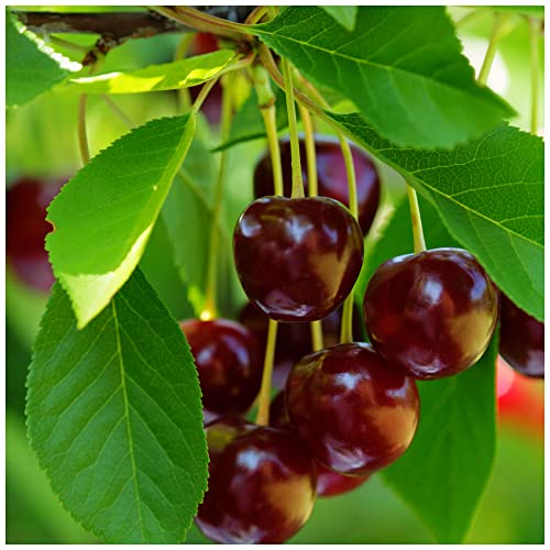 Early Rivers' Cherry Tree 4-5ft Tall,Ready to Fruit,Large Dark Juicy Cherries 3fatpigs®