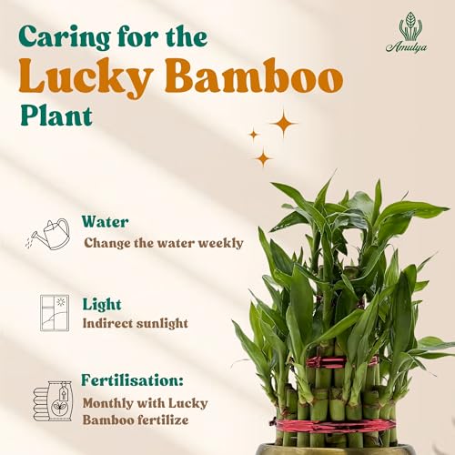 Image of Amulya Farms Lucky Bamboo Plant with Premium Golden Metal Planter | Feng Shui Plants | Good Luck Plant | Vastu Plants for Home Indoor | Live Plants for Living Room, Office, Desk, Decoration (3 layer)
