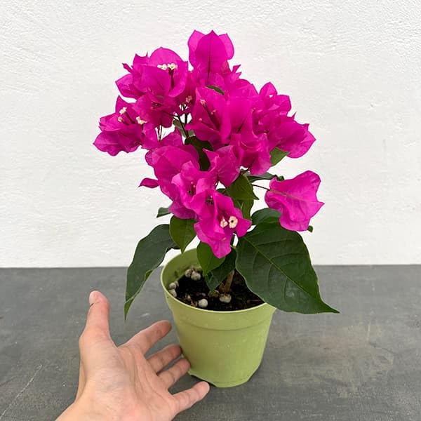 ブーゲンビレア　ブーゲンビリア　苗　花木　観葉植物　M ブーゲンビレア ブーゲンビリア 苗 花木 観葉植物 M