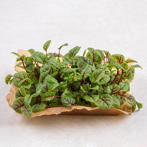 500 piezas semillas de acedera perenne, comprar acedera, jardín de hierbas, semillas de jardín Semillas de acedera - Rumex acetosa - plantar semillas vegetales, plantas exóticas semillas