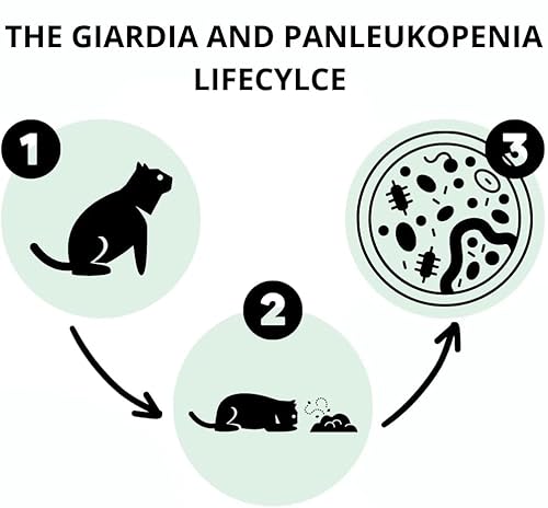2X AccuDoctor Test für Katzen Giardia Lamblia Ag + FPV Panleukopenie Felina - Stuhl Pet durchfall mittel schnellteste unsichtbarer Katze Rapid Test Schnelltest für Giardien Giardientest Würmer Wurm