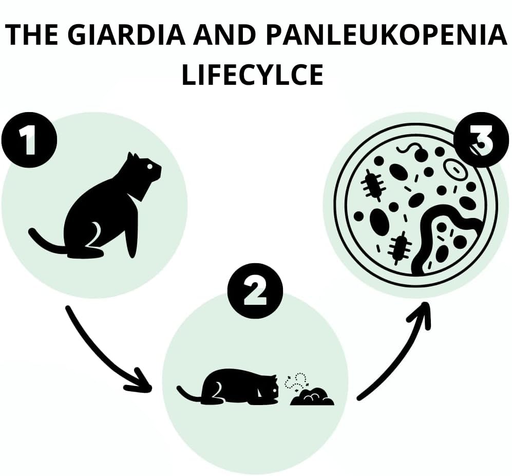 2 AccuDoctor Test Giardia ¡and Feline Panleukopenia Virus FPV/Feline Parvovirus Detection in Cat Stool - Image 3