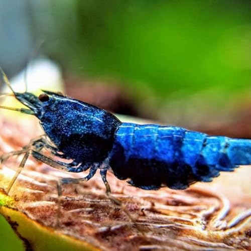 Blue Dream Neocaridina Shrimp Live – Freshwater...