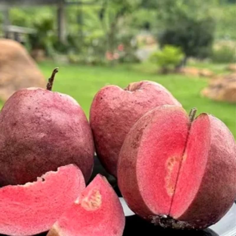 Image of Rare Guava Fruit Plant (Punjab Red Apple, Hybrid) Exotic 1 Fruit Plant,CF SG39