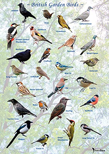 VENETIAN British Garden Birds Poster, multicoloured, 297 x 210 mm