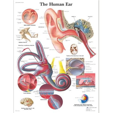3B Scientific VR1243UU Human Anatomy - Human Ear Chart, Paper Version Cover