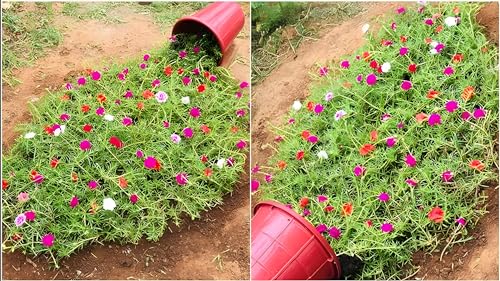 Growing Plants Live Portulaca Mixed Color Hybrid Flower Plant For All Season Pack of 10