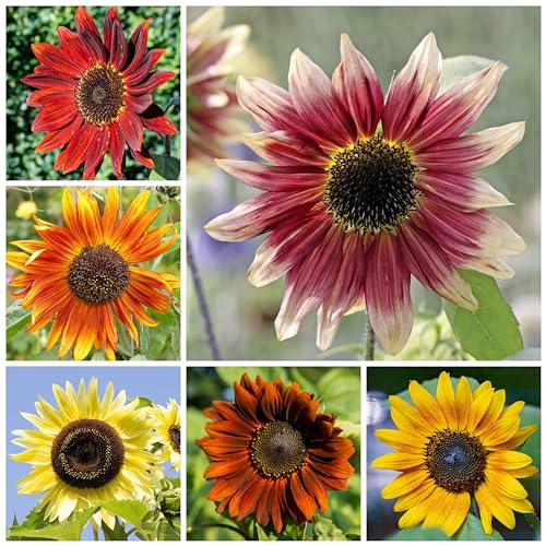 Seed Needs Sunflower Seeds for Planting The Original Crazy Blend | 1 Ounce 15+ Heirloom Varieties Open Pollinated & Untreated | Resealable Bulk Package Multicolored Blooms Flower Seeds