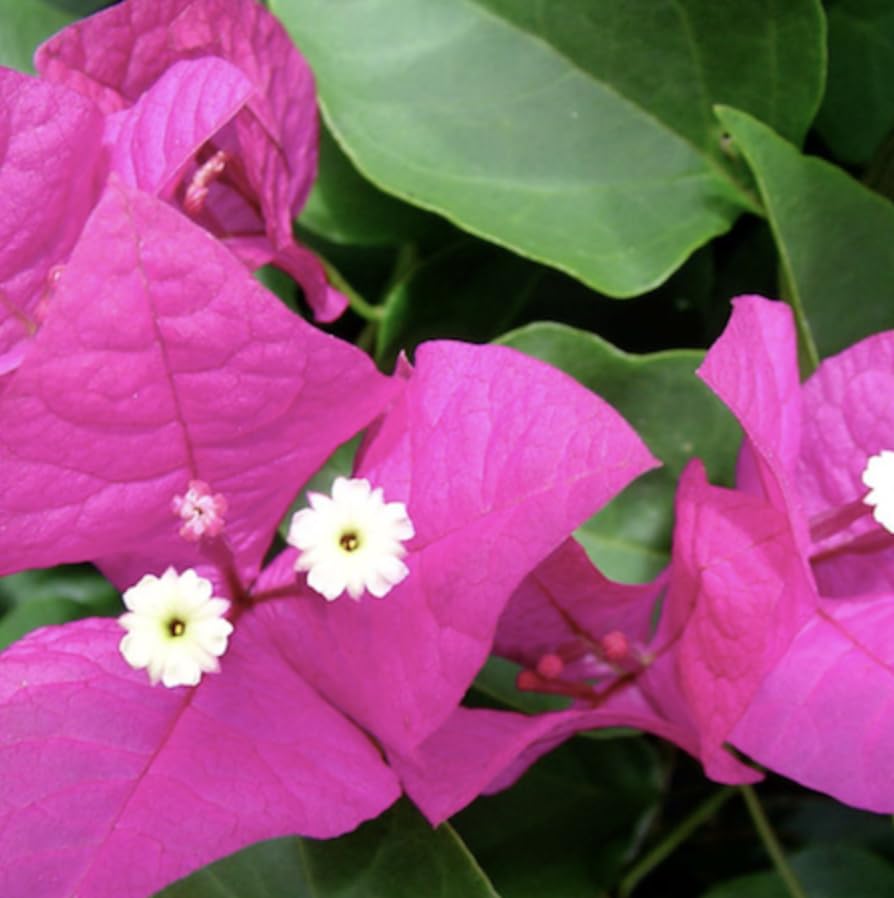 Bougainvillea Miami Pink |Plug Plant | Climber