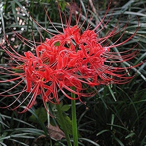 5 Pièces Lycoris Bulbes Puissant Rhizome Bulbeux Arôme Agréable Peut être Utilisé Pour La Plantation De Jardin à La Maison Décorer Le Jardin Ajouter De La Couleur Cover