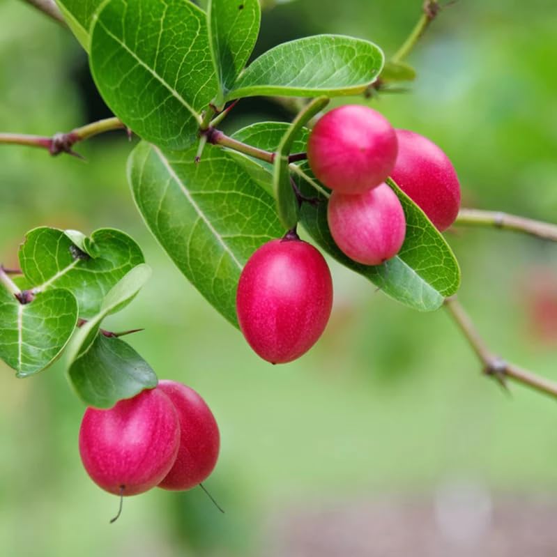 Image of Live Karonda Fruit Plant for Home Garden ? Outdoor, Healthy Live Plant ? Berry Shrub ? Easy to Grow ? Pack of 1