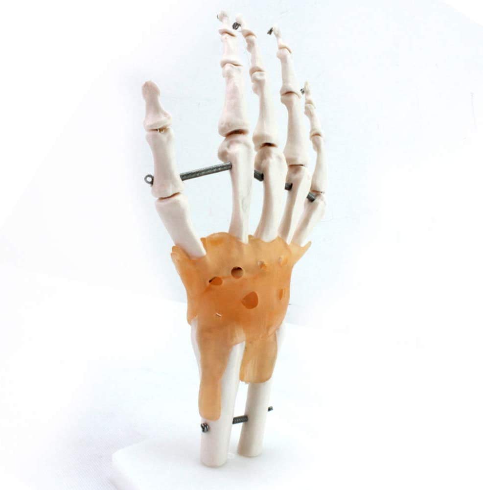 Umano Giunto Manuale Modello di Scheletro Struttura ossea a Mano di Anatomia Dimensione Reale con legamento Ortopedia Chirurgico Comunicazione Medico paziente