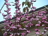 Purple Hyacinth Bean- 10+ Seeds, Dolichos, Lablab, Great on Trellis, Drought Tolerant