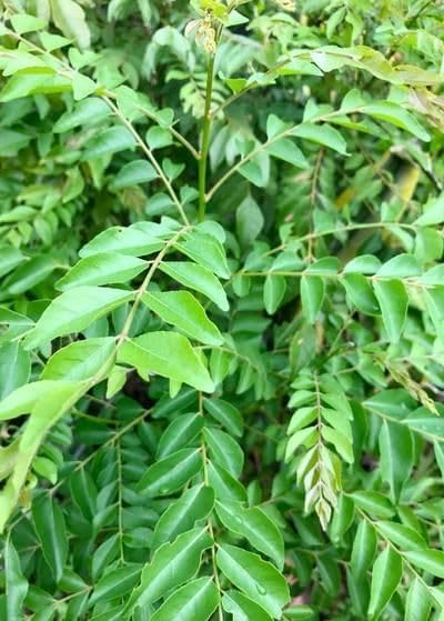 Image of Curry Leaves PlantSaplings,Herbal Plant Kadi Patta PlantSaplings,Murraya Koenigii Meetha Neem Plant Indoor Outdoor For Home &Garden PlantSaplings (Pack Of 1),CF SG01