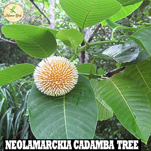 Image of Human Birds International - Seed Balls, Just Throw & Grow, Tree Seed Bombs, Seed Balls Return Gift, Seed Balls of Trees (Cadamba Seed Balls, 30)
