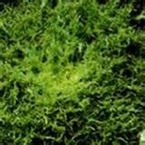 Endive- Green Curled- 200 Seeds