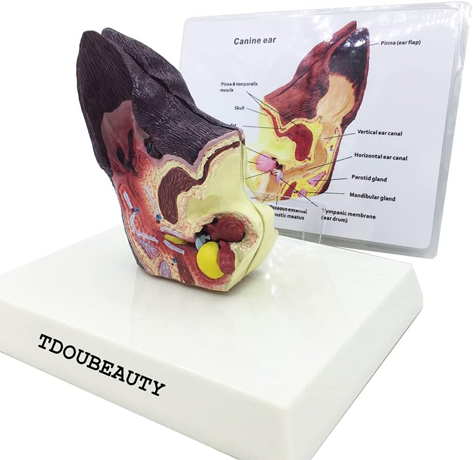 Dog Ear Anatomy 2 Sided Model Normal Health and Infected Pathological Ear Family FET Veterinary Equipment Teaching Model
