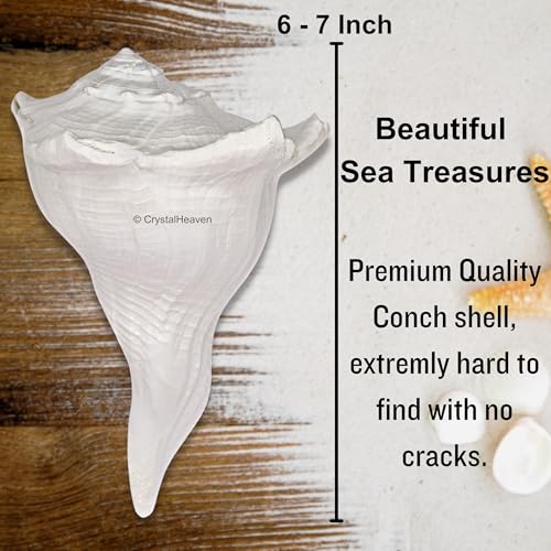 Image of Crystal Heaven Dakshinavarti Shankh Original - 6 to 7 inch inches Large Dakhinabarti Sankha for Puja Original Conch Shell - Natural Dakshinmukhi Shankh for Pooja, Meditation and Gifts