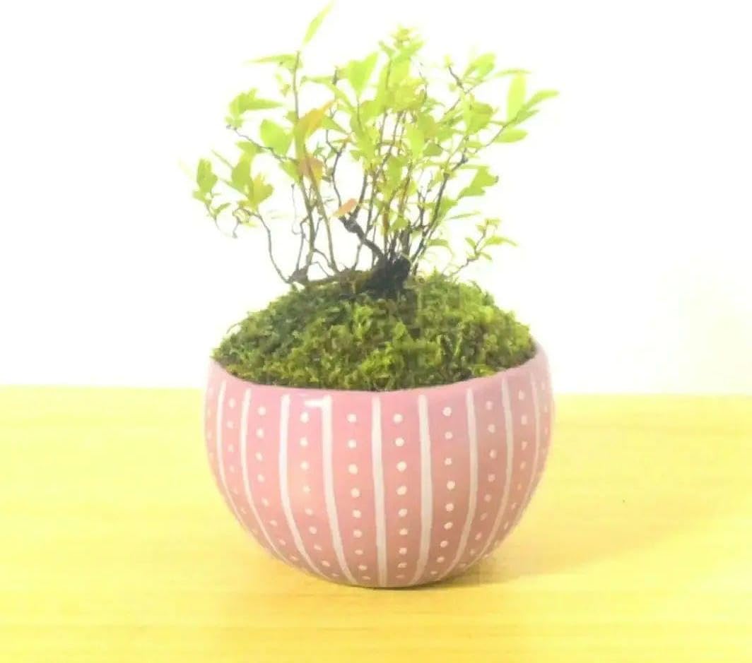 POTOCO 雪柳 ユキヤナギ 陶器鉢 盆栽 かわいい 白 花 実生 豆盆栽