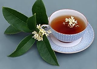 Sweet Olive (Osmanthus Fragrans) - 1 Plant - 2 Feet Tall - Ship in 1 Gal Pot