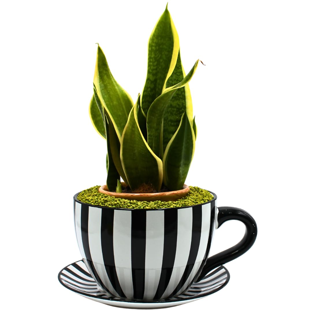 Dekohelden24 Vaso da fiori XXL, con manico in ceramica, motivo a righe, 34 x 28 x 16 cm (lunghezza x larghezza x altezza).