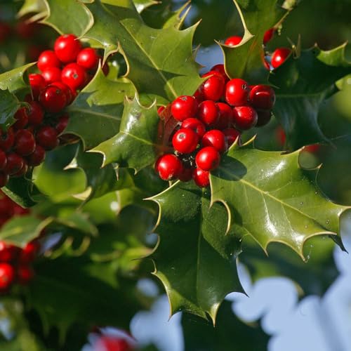 YouGarden English Holly Hedge Established Plant in 9cm Pot 20-40cm Tall Tree or Hedge Attracts Wildlife and Birds Evergreen Foliage Spring Flowers and Autumn to Winter Berries Ilex aquifolium