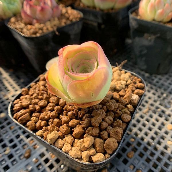 Amazon.co.jp: 農園直売 多肉植物 寄せ植え グリーノビア パルマ（小 