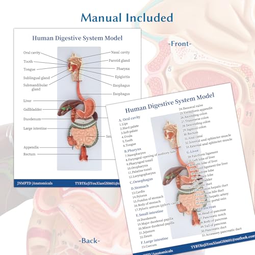 Image of JNMFTD Human Digestive System Anatomy Model,Life Size 2 part Removable Stomach Nasal cavity Pharynx Liver Stomach Rectum Intestine with Product Manual Card Labeled Numbered for Medical Education Study