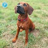 Petlando Mesh Hundehalsband – leicht, atmungsaktiv, weich mit Mesh gepolstert, stufenlos verstellbar, robust & strapazierfähig mit O-Ring – Halsband Hund M 45-50cm, Bordeaux