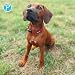 Petlando Mesh Hundehalsband – leicht, atmungsaktiv, weich mit Mesh gepolstert, stufenlos verstellbar, robust & strapazierfähig mit O-Ring – Halsband Hund M 45-50cm, Bordeaux