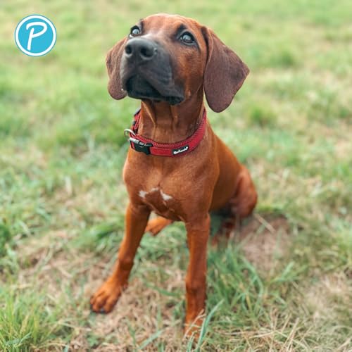 Petlando Mesh Hundehalsband – leicht, atmungsaktiv, weich mit Mesh gepolstert, stufenlos verstellbar, robust & strapazierfähig mit O-Ring – Halsband Hund M 45-50cm, Bordeaux